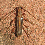 Ossibia fuscata